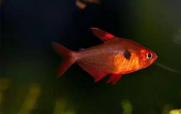 灯鱼草缸造景教程,草缸造景养什么鱼
