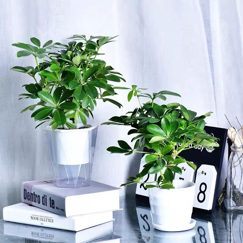 室内养的吸毒植物,20种吸毒花除甲醛