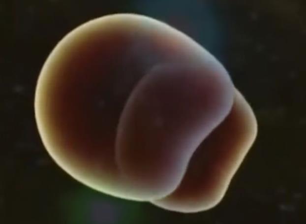 组图*放播**精子和卵子结合全过程，精子：找个媳妇，太难了