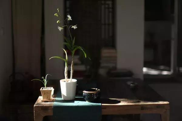 蔡澜说茶叶,蔡澜谈茶道完整视频