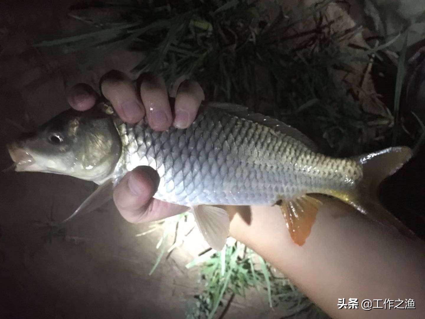 钓鱼后鱼分泌的粘液,鱼身上的粘液对钓鱼有影响吗