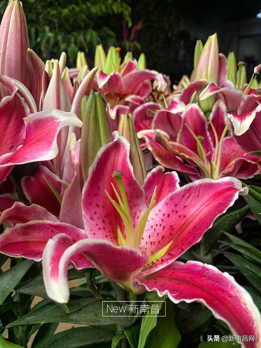 南昌花市有哪些地方,南昌花市批发市场