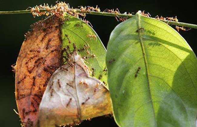 常见蚂蚁图鉴,蚂蚁vs其他种类蚂蚁