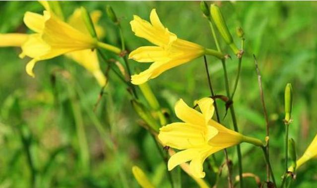 黄花菜用什么药杀青,黄花菜采摘后怎么处理烘干