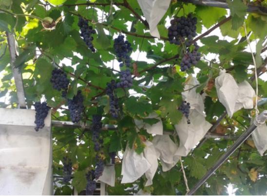 阳光玫瑰葡萄大棚高产种植技术,种植葡萄学习