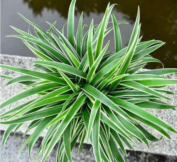 吊兰叶子黄了干枯了怎么修剪,养吊兰只需1招不黄叶