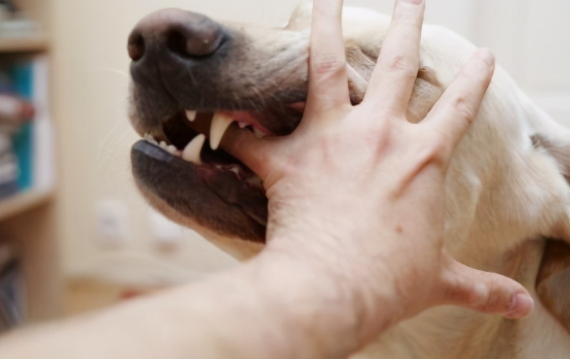 一年前被狗咬没打狂犬疫苗怎么办,十年前打过狂犬疫苗再次被狗咬
