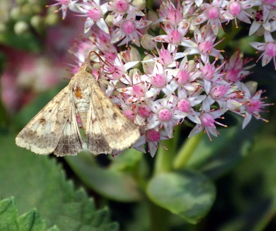 传说中的蛊虫真的有吗,传说中的扑棱蛾子