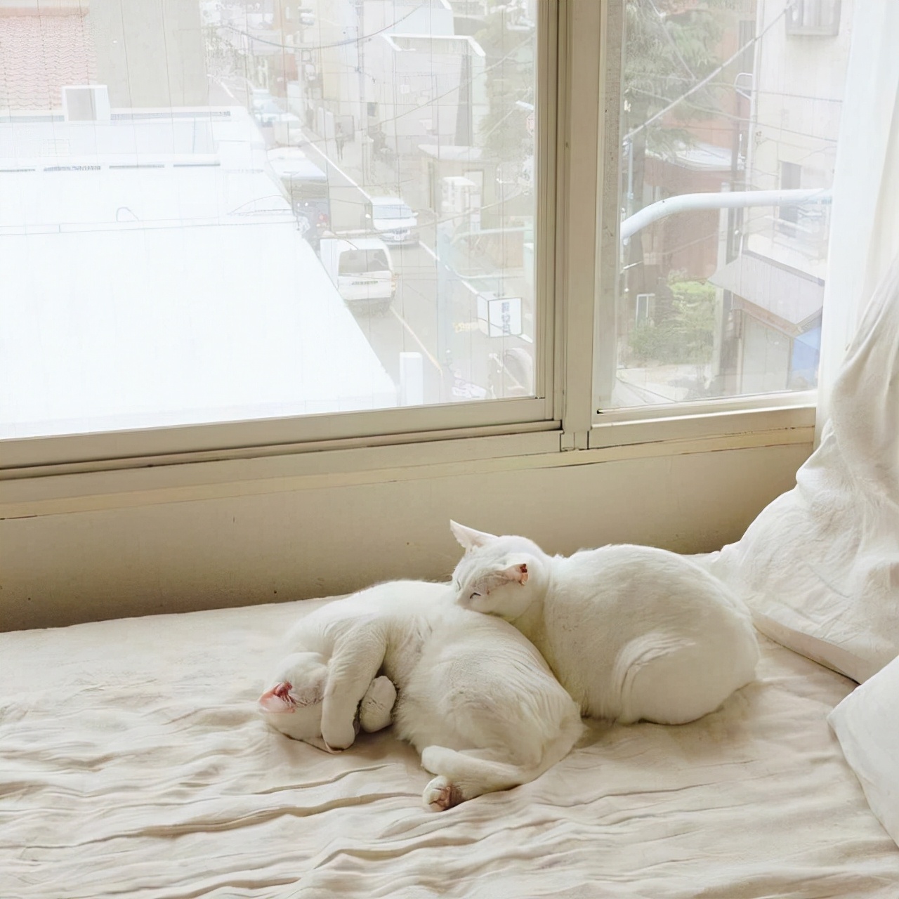 中华田园橘白猫脾气好吗,中华田园白猫配什么猫