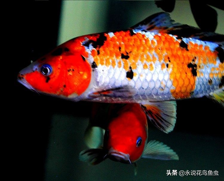 玩锦鲤知道的常识,锦鲤常识讲解视频