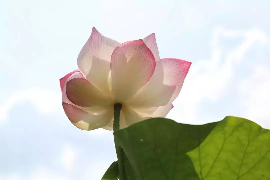 又到一年赏荷季又见荷花,广州莲花山荷花