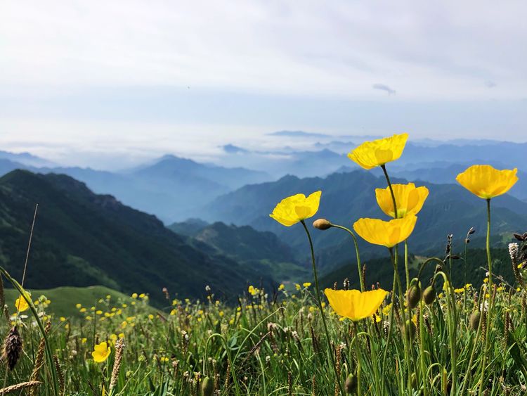 小五台山哪里进入景区,小五台山春天景色