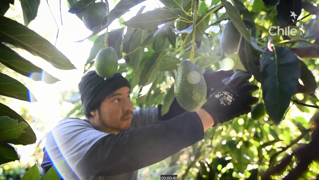 从南美的秘鲁进口水果到中国,秘鲁牛油果是哪里的