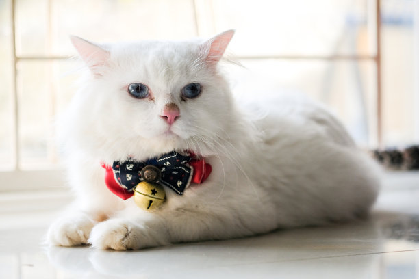 有些人家里养了非常多的猫咪,很多人都养猫咪的原因