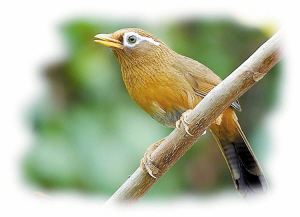 驯养鹦鹉是什么意思,画眉的术语