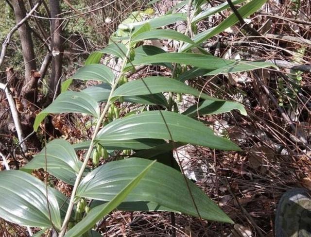 野生大叶老虎姜图片,深山遇见名贵野生老虎姜
