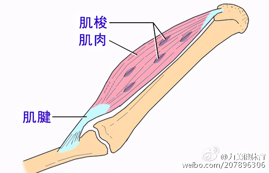 身体僵硬是不是有问题,身体很笨拙怎么办