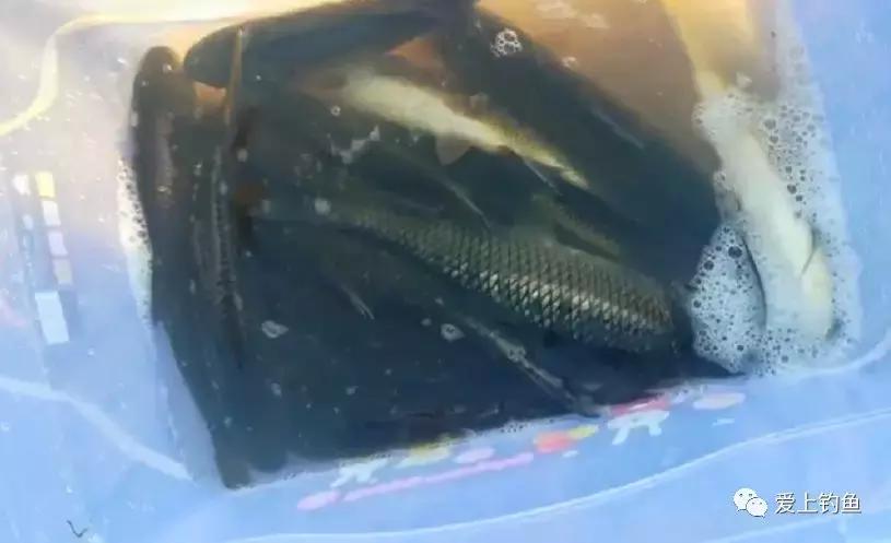 河道手竿钓鲤鱼,仁寿黑龙滩可以钓鱼吗