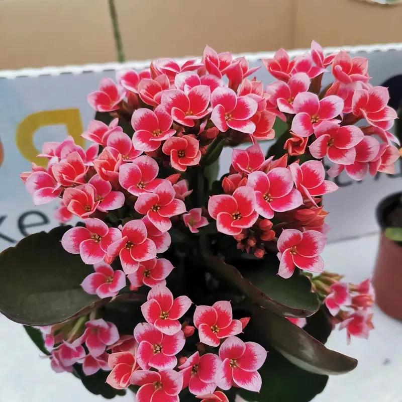 单瓣长寿花品种大全图,长寿花单瓣最好看的品种