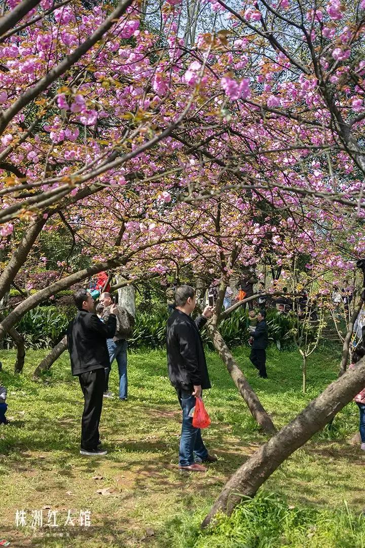 株洲神农公园老照片,株洲市神农公园