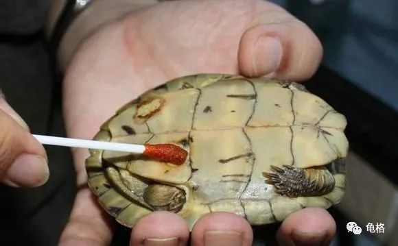 聚维酮碘溶液给乌龟治腐甲怎么用,聚维酮碘乌龟腐皮腐甲使用方法