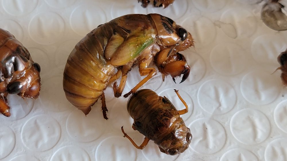 泉城玉符河，著名垛田柳树林，盛产截柳龟，你可摸过？