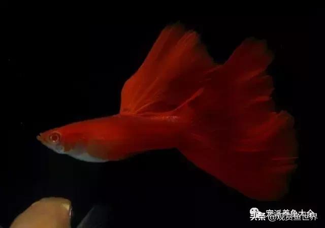 15个孔雀鱼品系图鉴绝美版,15个孔雀鱼品系图鉴