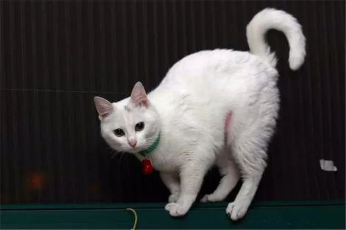 猫咪每天晚上不睡觉的原因,猫咪晚上突然不正常