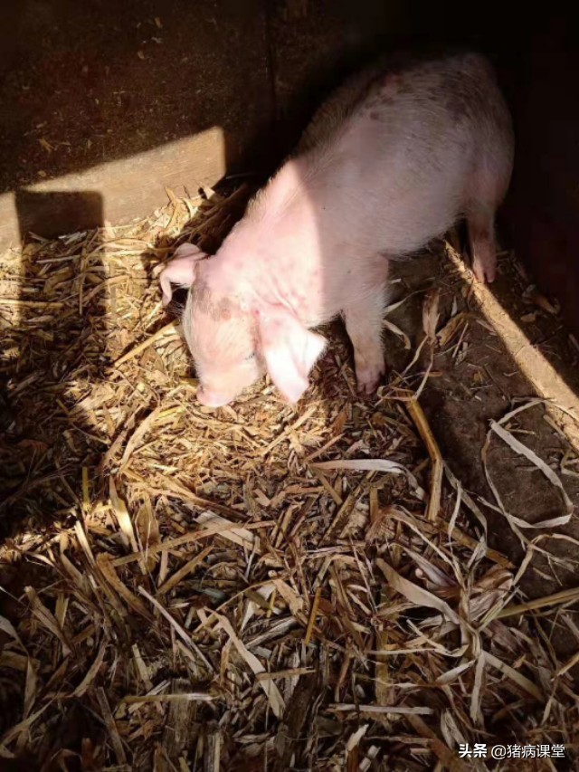 小猪黑紫色斑点是什么病,小猪皮肤起黑斑是什么病
