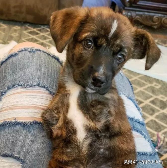 小狗如何训练小狗学走路,大狗教小狗站起来