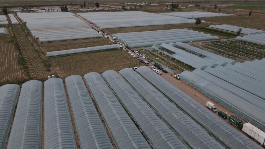 黑柳子白梨脆甜瓜直播,黑柳白梨脆