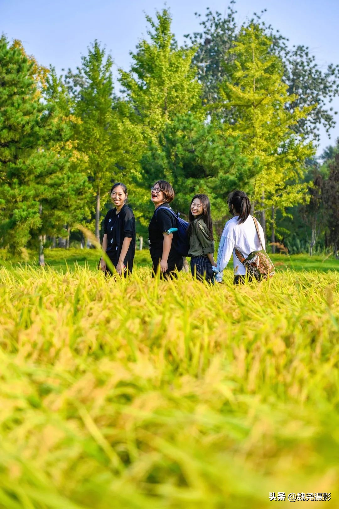 北京北坞公园里的京西稻又熟了，曾经只有皇上才能吃上这儿的大米
