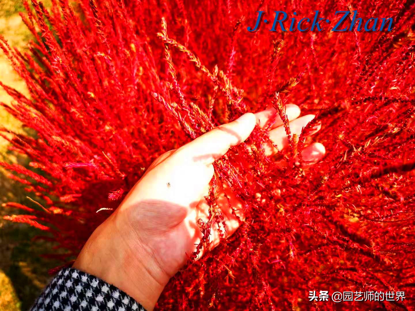 红色地肤草的种植方法,红地肤怎么养