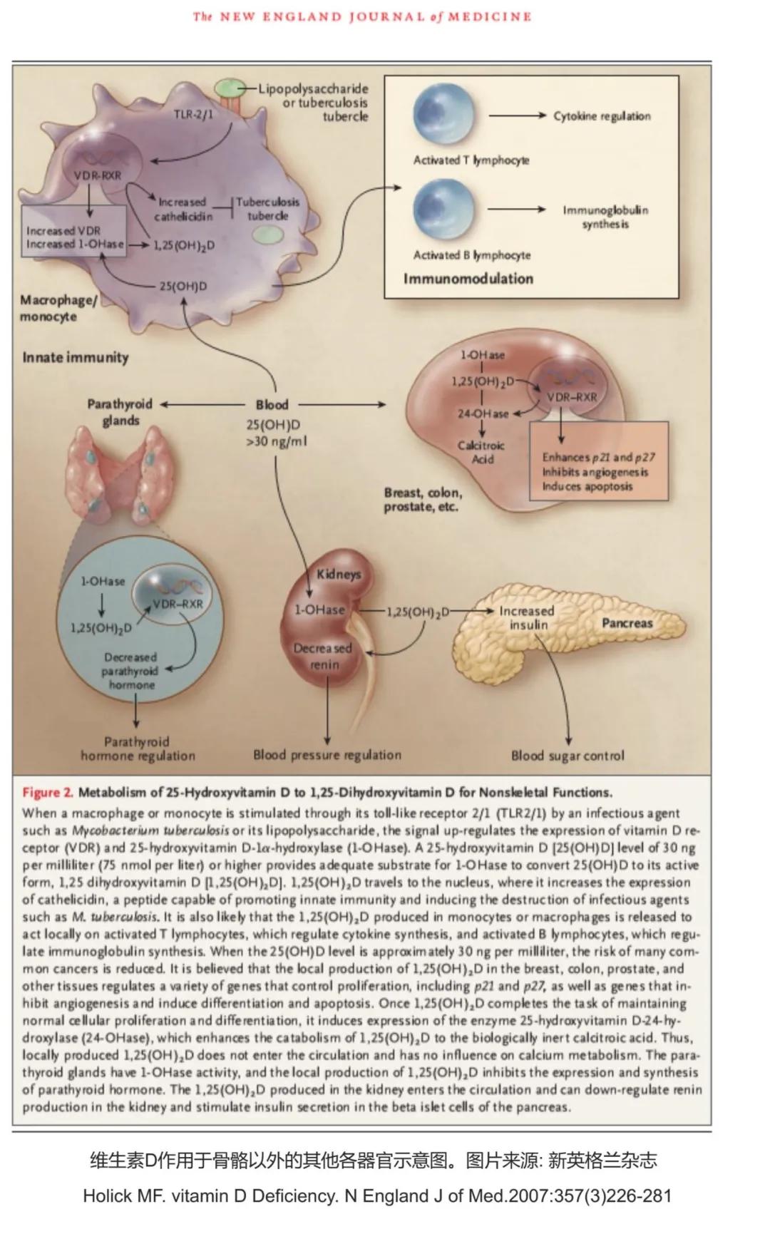 唯一需要补充的维生素d,补充维生素d有什么用处