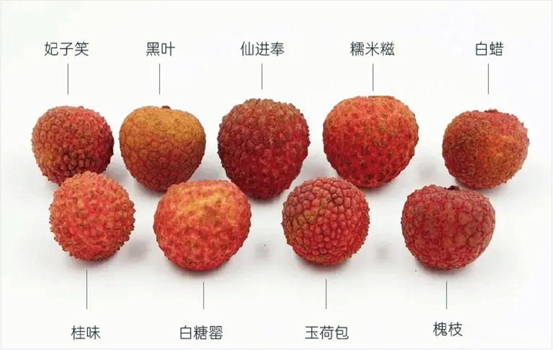 杨贵妃吃的荔枝从什么地方来,杨贵妃吃的荔枝产自哪里