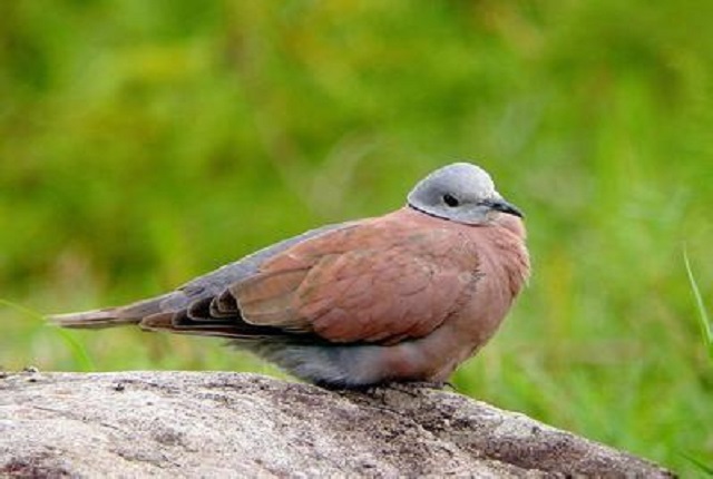 羹的作用与功效,羹的意义和含义