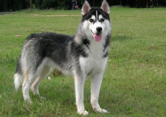 哈士奇要怎么养才最好,哈士奇要怎么养才听话