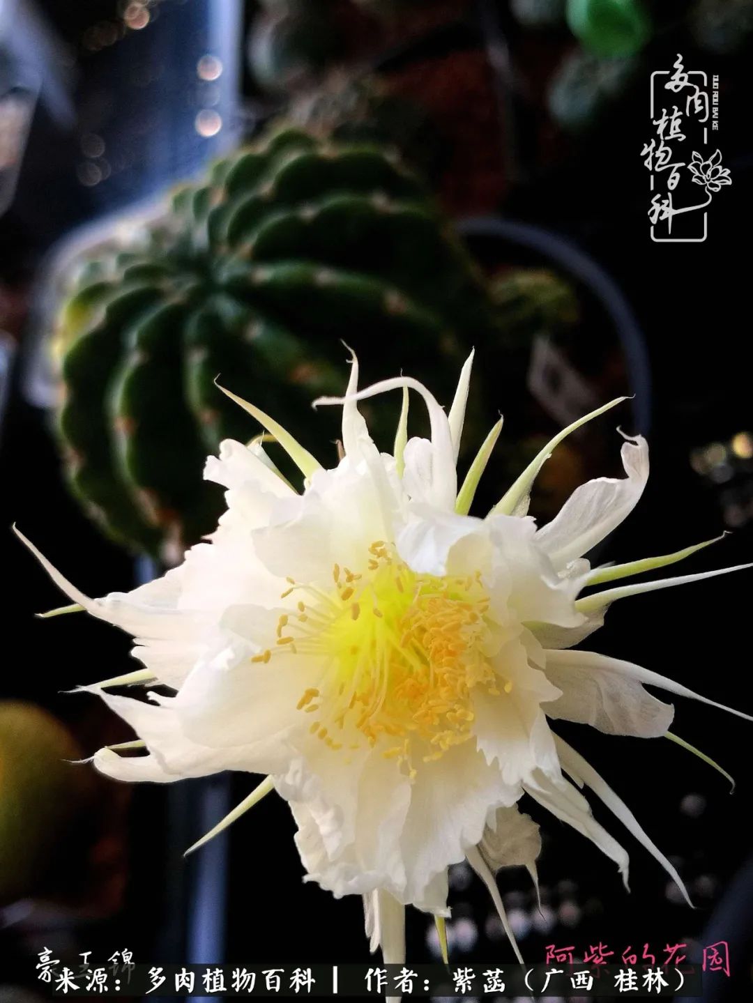 如何在夏天买的多肉度夏,多肉度夏好帮手