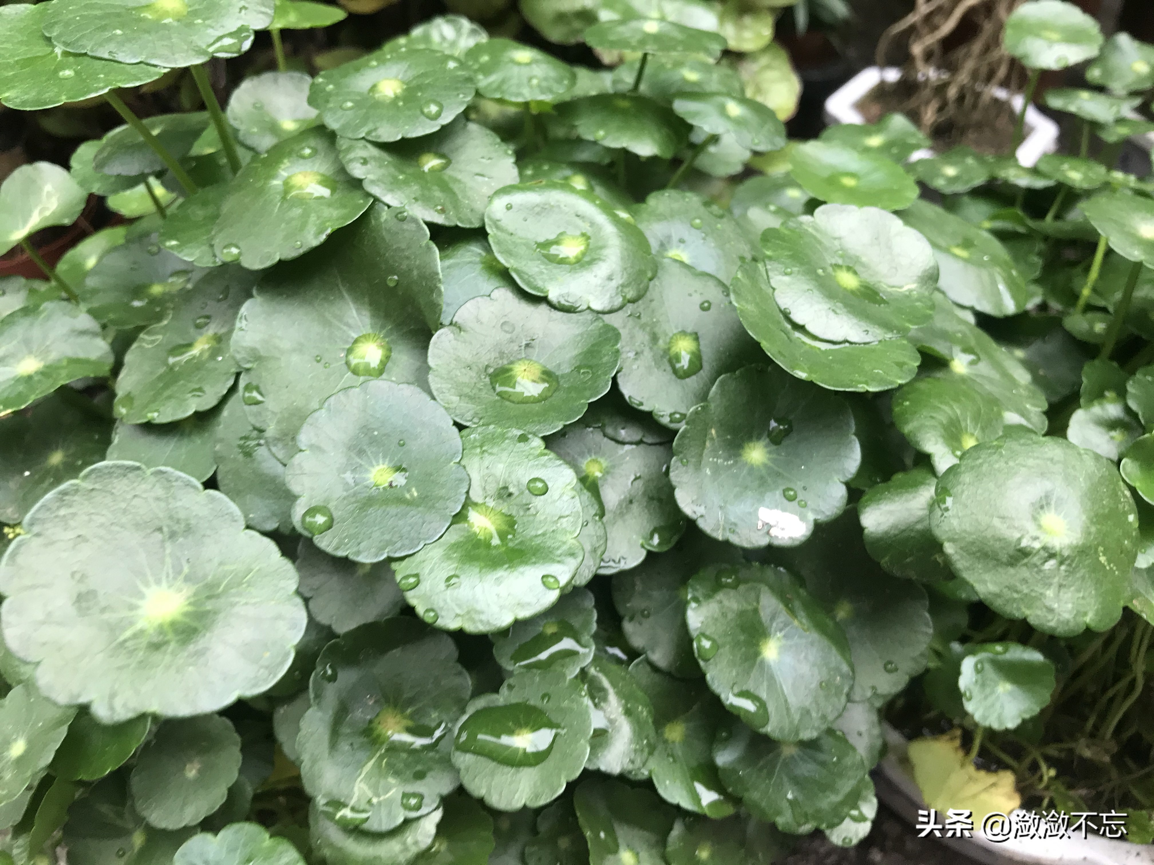 昆明哪里买花便宜又好,昆明斗南花卉市场怎么买花