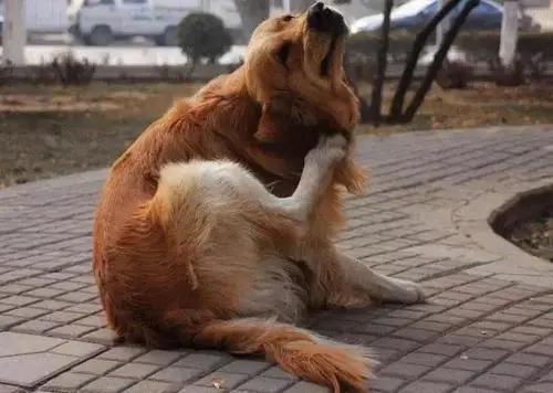 猫咪有泪痕是不是吃咸的了,狗狗吃咸的有泪痕