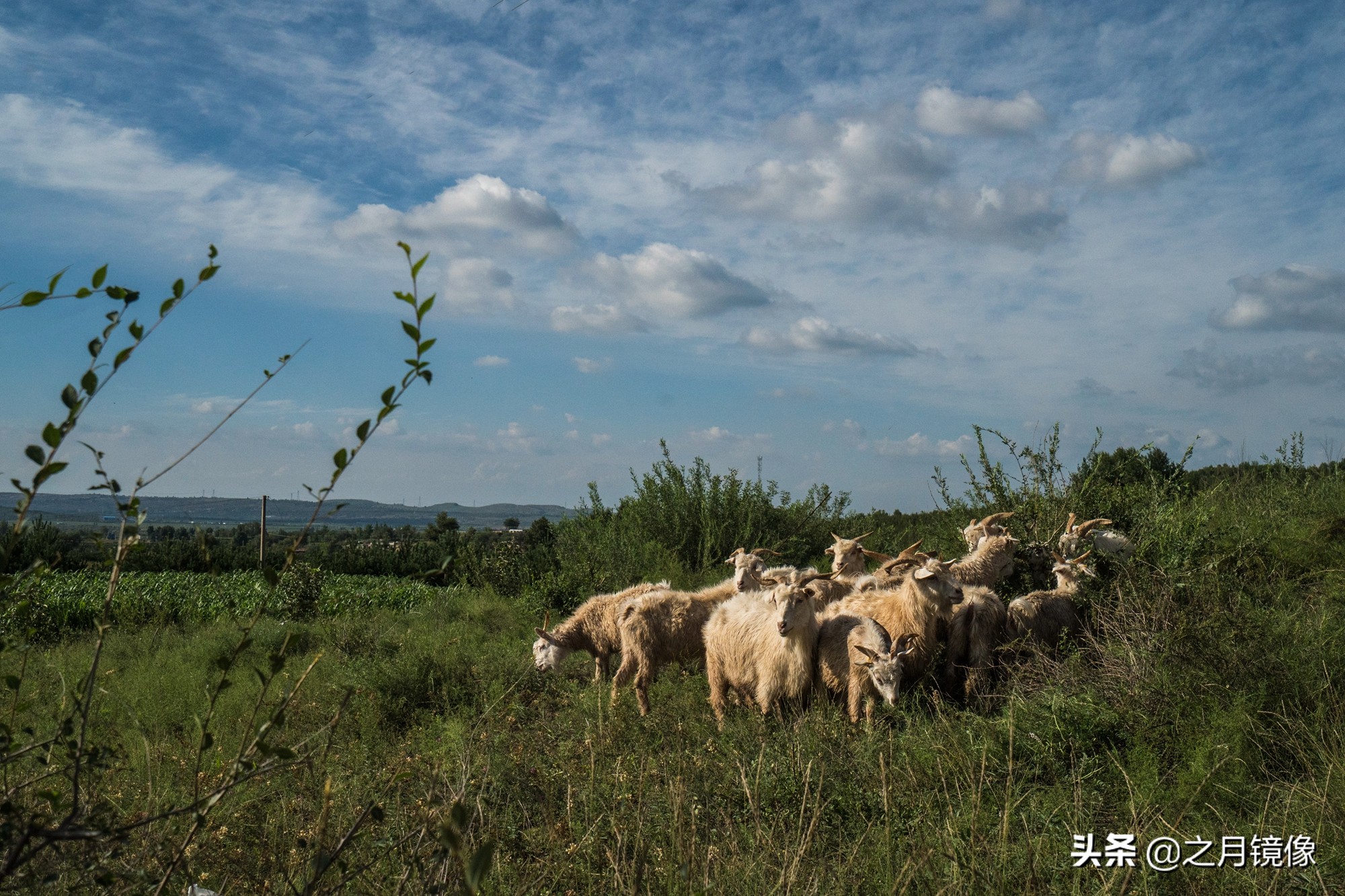 闈栬竟澶ф紶,闈栬竟澶ф紶椋庡厜