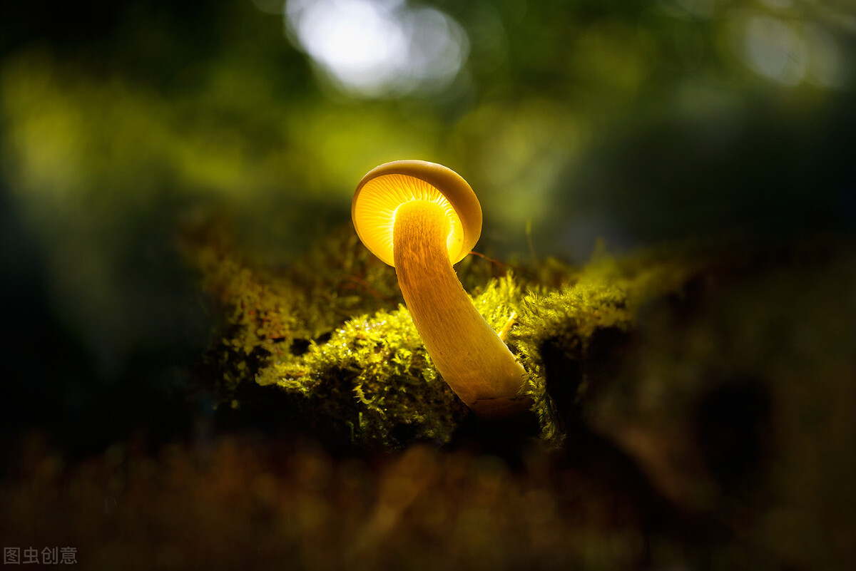 创业者如何选项目实现零成本创富,阿获