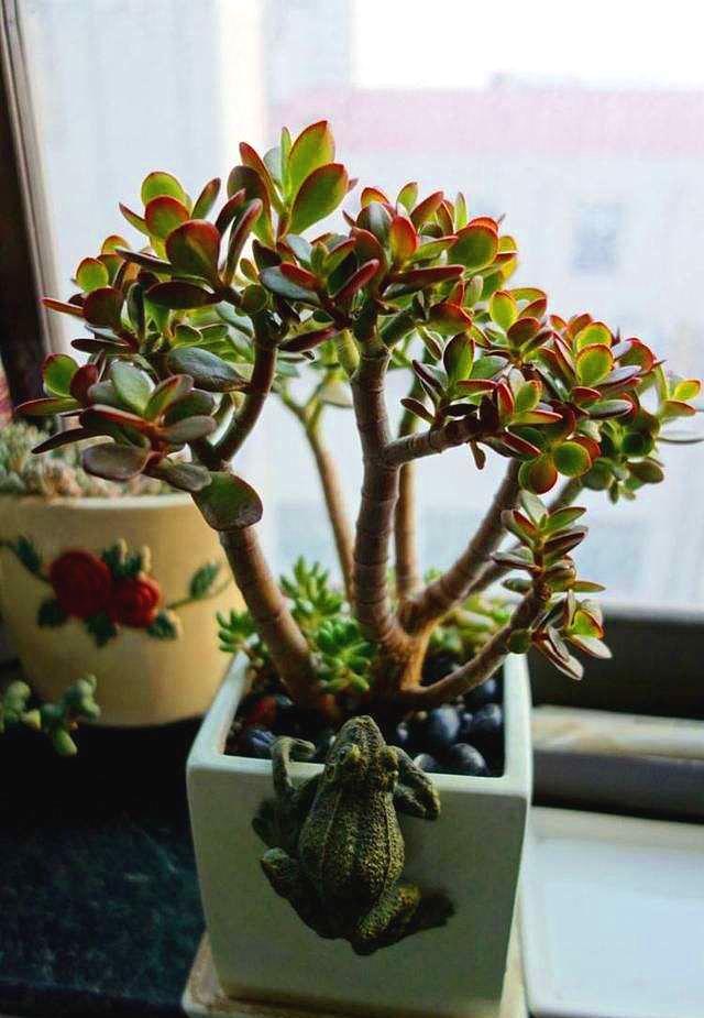 玉树多久浇一次水玉树浇水方法,秋天玉树怎样修剪最漂亮