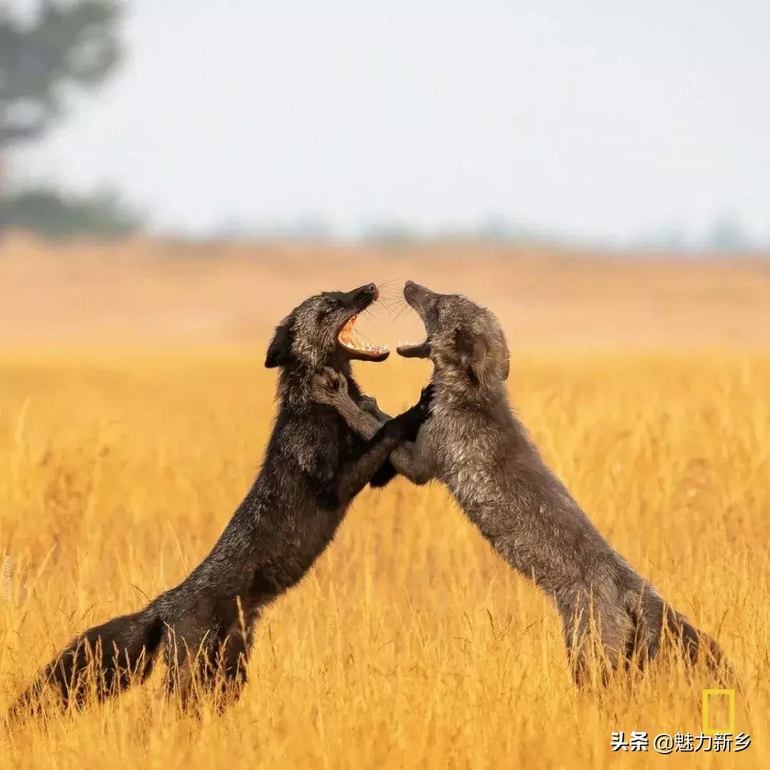 美国国家地理杂志2020摄影作品,美国国家地理杂志摄影展