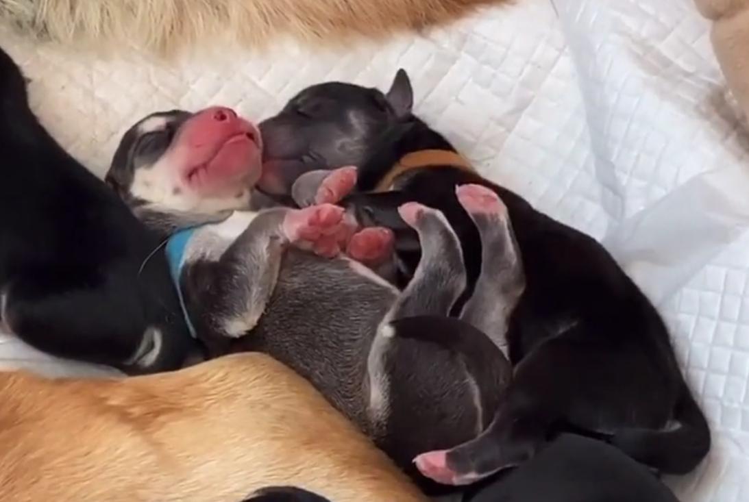 年度大戏，金毛：我媳妇生了，孩子是我弟弟哈士奇的