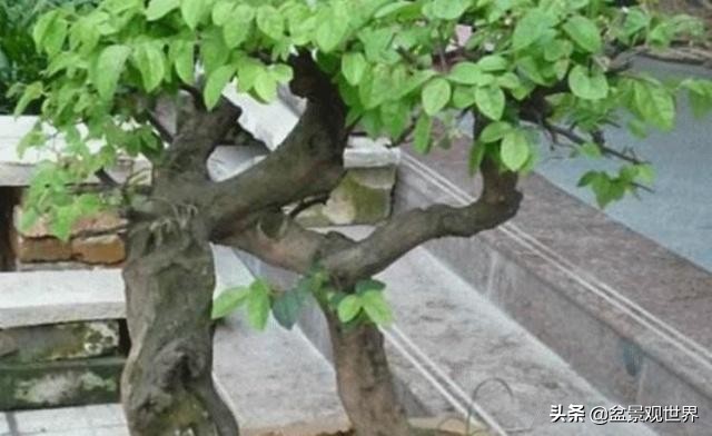 盆景落叶是什么原因引起的,盆景树落叶怎么办