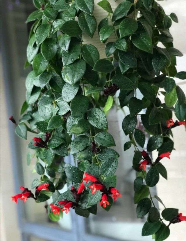 100种室内盆栽花,花卉大全500种盆栽名称