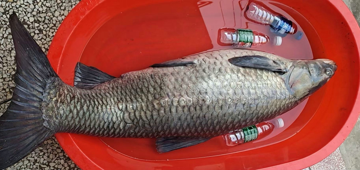 一男子钓鱼被一大妈买下放生,沈阳男子在棋盘山水库钓到大鱼