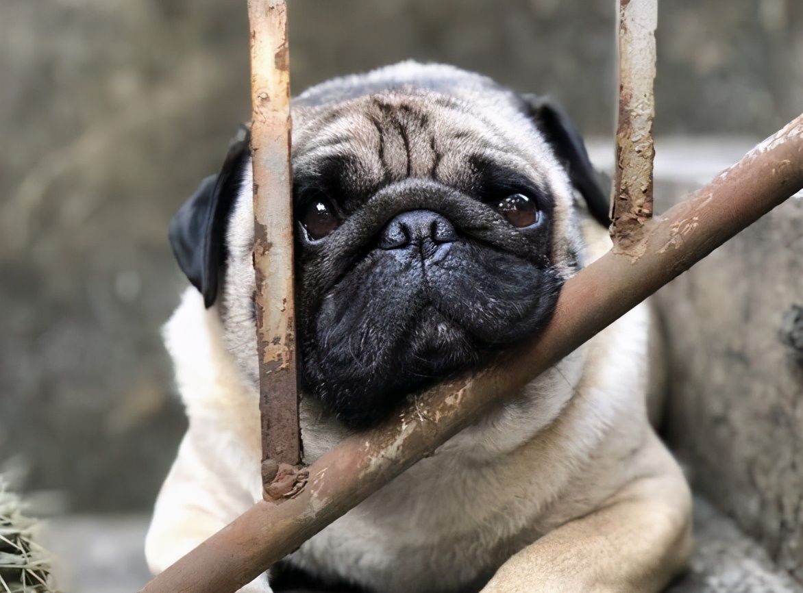 养巴哥犬需要注意什么,养巴哥犬需要注意什么细节