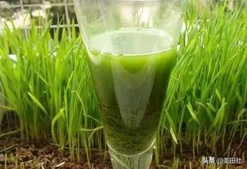 怎样在纸上种菜,纸上种菜的技术很简单